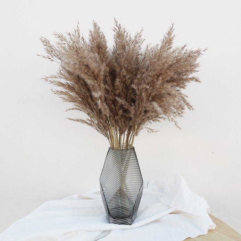 10 Stück Bunte Natürliche Schi – Pampas Grass Decor Bewertung und Preis